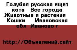 Голубая русская ищит кота - Все города Животные и растения » Кошки   . Ивановская обл.,Иваново г.